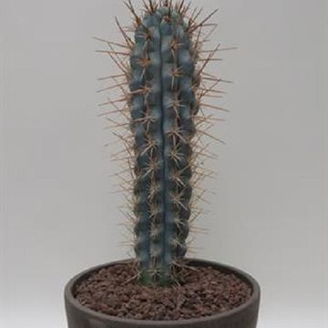 Browningia hertlingiana