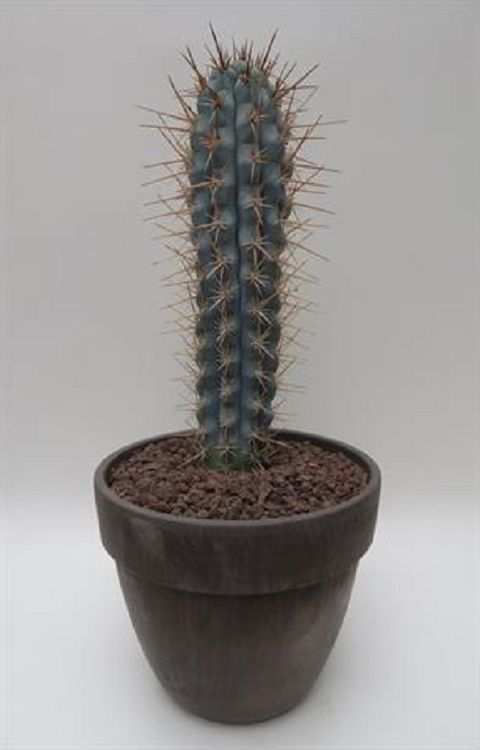 Browningia hertlingiana