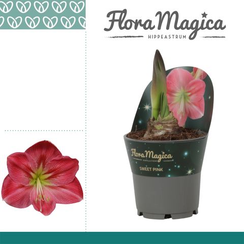 Hippeastrum 'Sweet Pink'