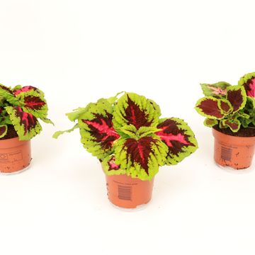 Coleus KONG MIX