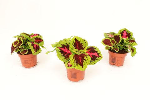 Coleus KONG MIX