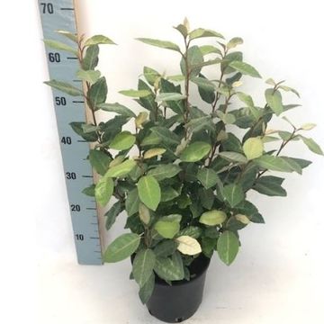 Elaeagnus x ebbingei