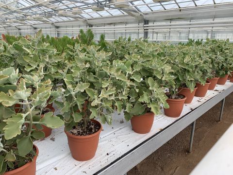 Kalanchoe beharensis