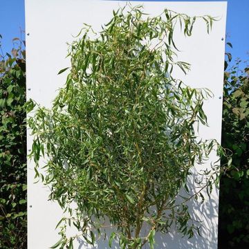 Salix 'Caradoc'