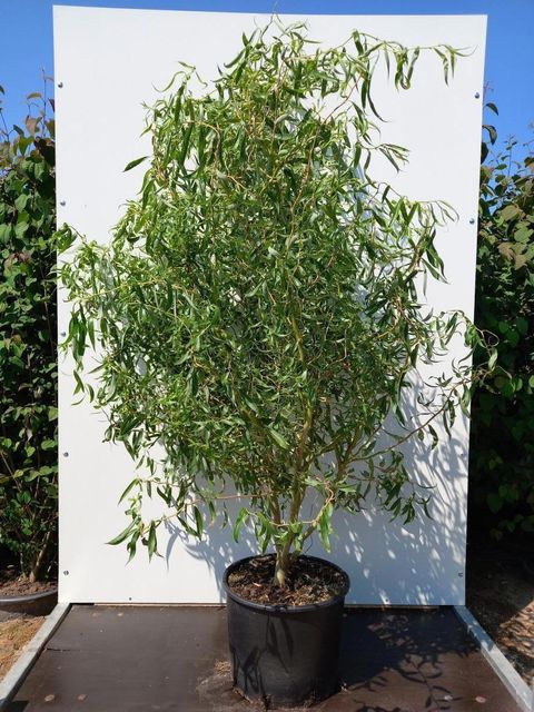 Salix 'Caradoc'
