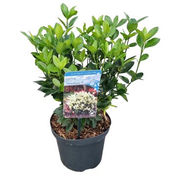 Euonymus japonicus HIMALAYA