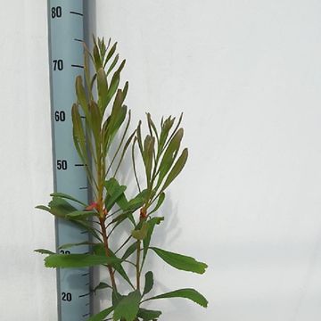 Telopea speciosissima 'Red Embers'