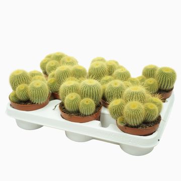 Parodia leninghausii