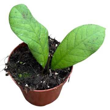 Hoya Sp Sabah