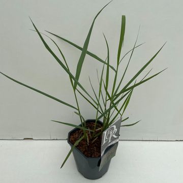 Panicum virgatum 'Squaw' Panicum virgatum 'Squaw'