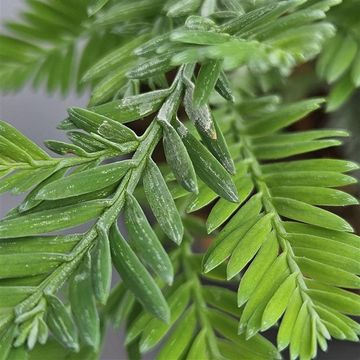 Sequoia sempervirens 'Steel Blue'