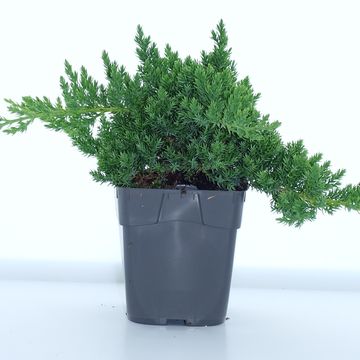 Juniperus procumbens 'Nana'