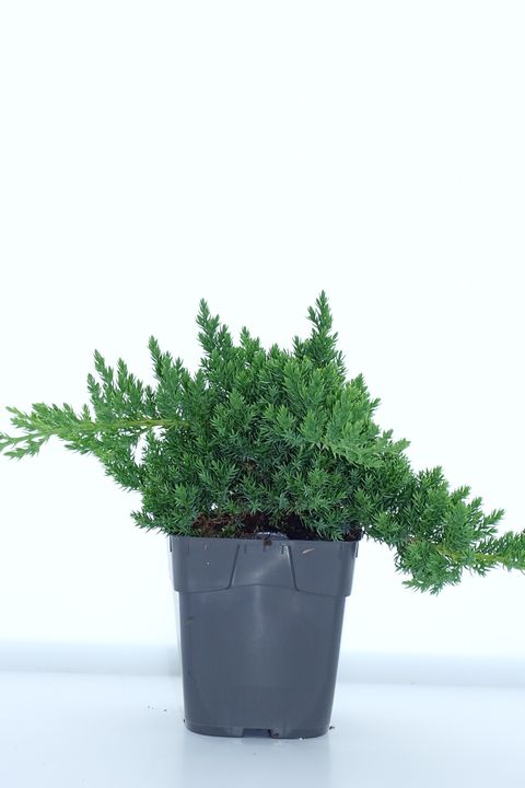 Juniperus procumbens 'Nana'