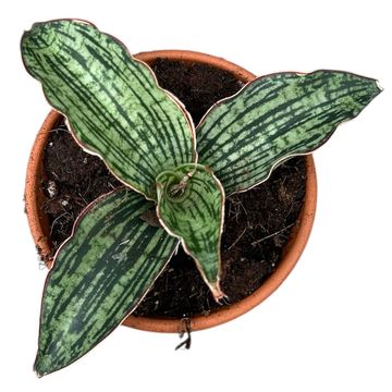 Sansevieria 'Cleopatra'