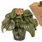 Peperomia argyreia