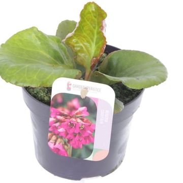 Bergenia cordifolia