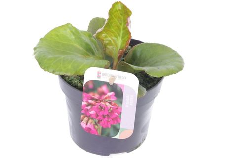 Bergenia cordifolia