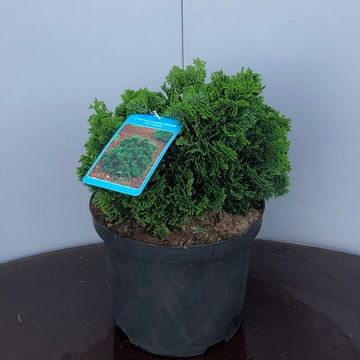 Chamaecyparis obtusa 'Nana Gracilis'