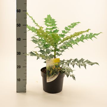 Mahonia x media 'Winter Sun'