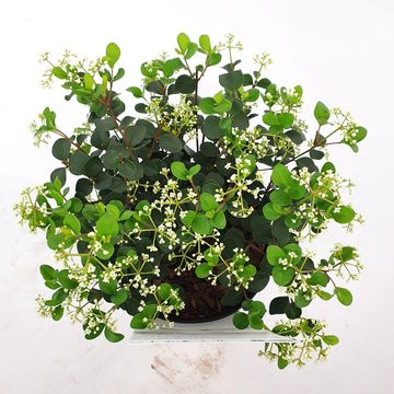 Viburnum 'Fairy Stars'