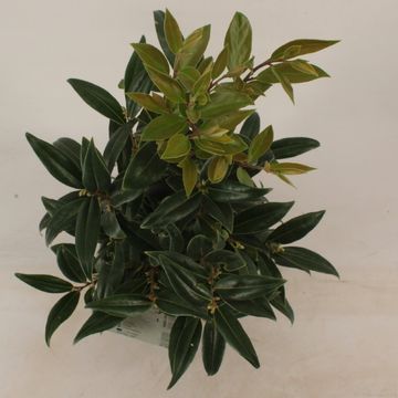 Sarcococca hookeriana WINTER GEM