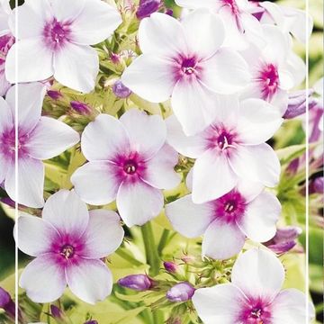 Phlox 'Crème de Menthe'