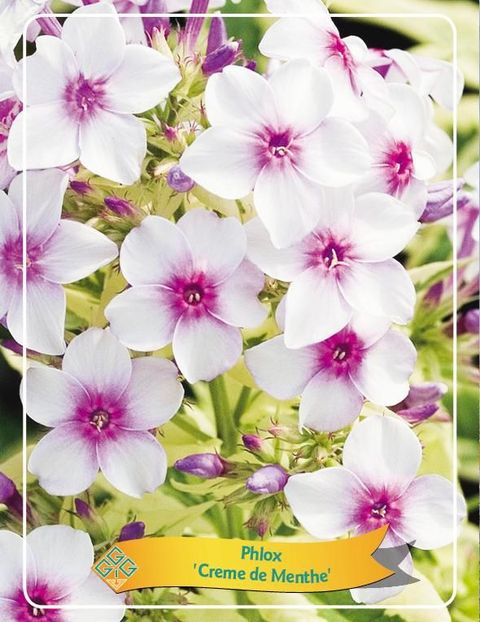 Phlox 'Crème de Menthe'