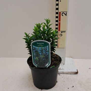 Euonymus japonicus 'Green Spire'