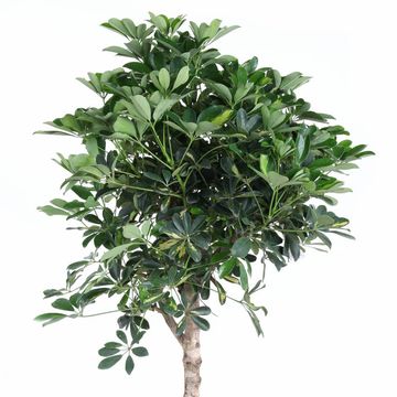 Schefflera arboricola 'Gold Capella'
