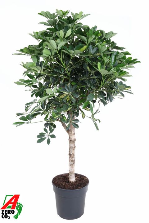 Schefflera arboricola 'Gold Capella'