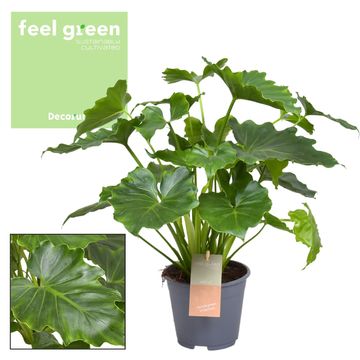 Philodendron 'Shangri La'