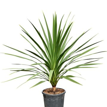 Cordyline australis 'Peko'