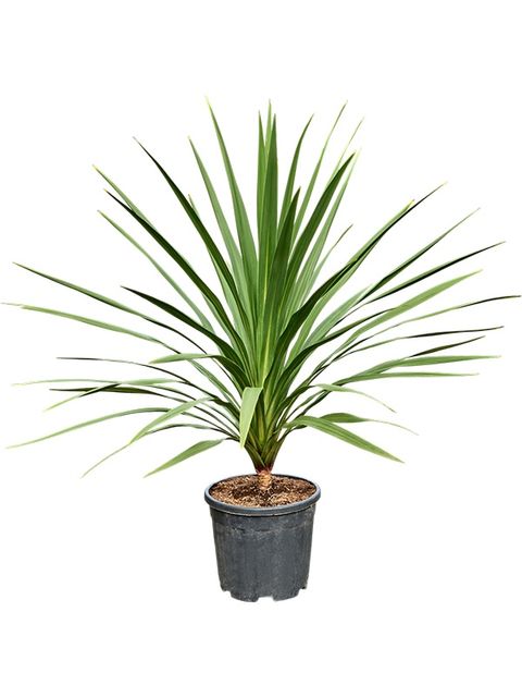 Cordyline australis 'Peko'
