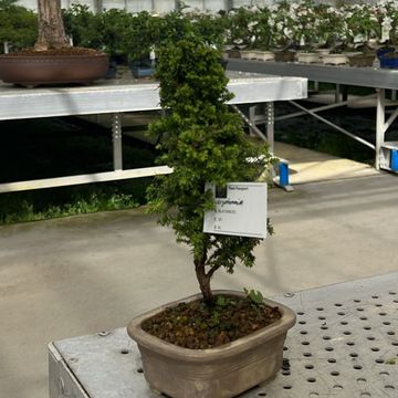 Cryptomeria japonica