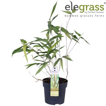 Phyllostachys aureosulcata 'Aureocaulis'