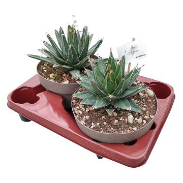 Agave victoriae-reginae