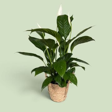 Spathiphyllum 'Vivaldi'