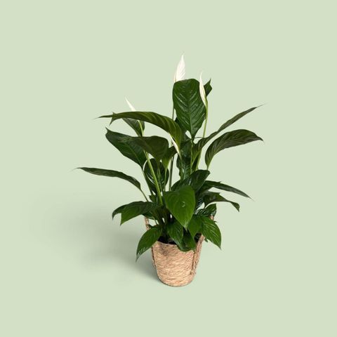 Spathiphyllum 'Vivaldi'