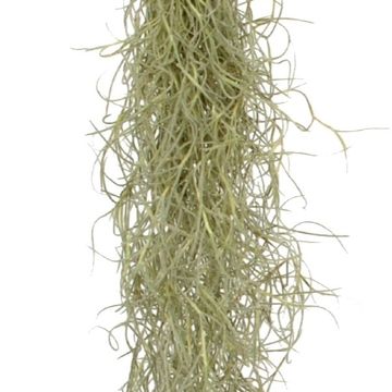 Tillandsia usneoides