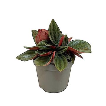 Peperomia caperata 'Rosso'