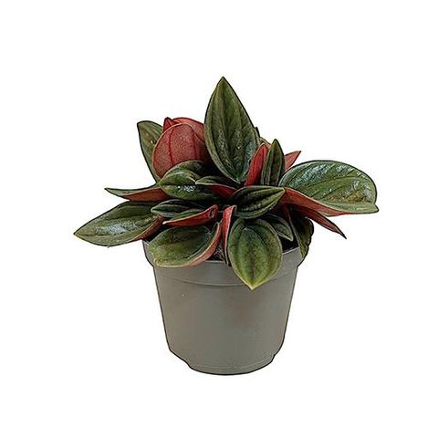 Peperomia caperata 'Rosso'