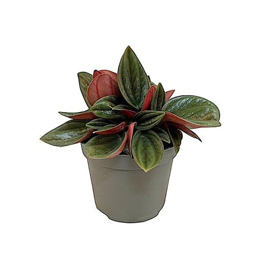 Peperomia caperata 'Rosso'