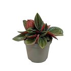 Peperomia caperata 'Rosso'