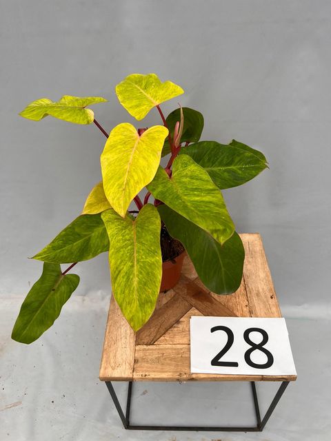 Philodendron 'Painted Lady'