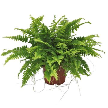 Nephrolepis exaltata 'Boston Blue Bell'