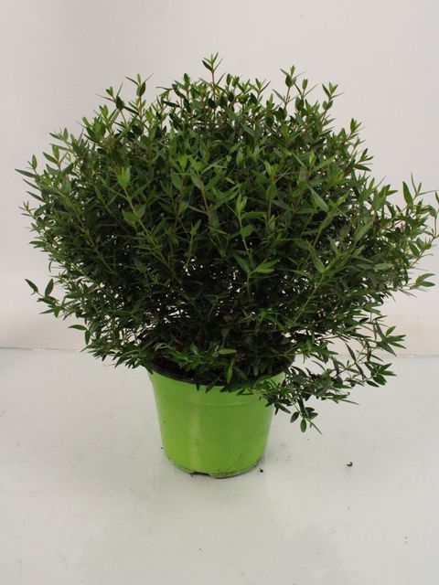 Myrtus communis