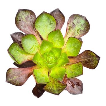 x Semponium 'Sienna'