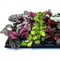 Begonia REX MIX