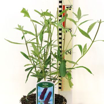 Buddleja davidii 'Black Knight'