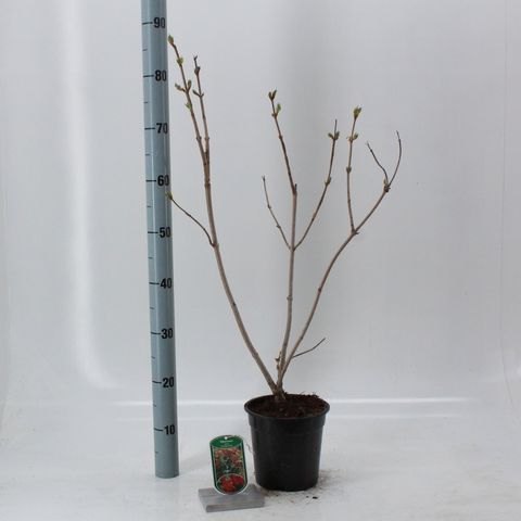 Viburnum opulus 'Компактум'